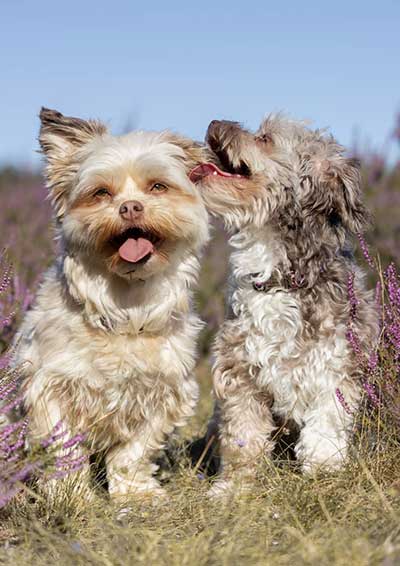 Kleine-Hunde-gross-im-Training-Kurs