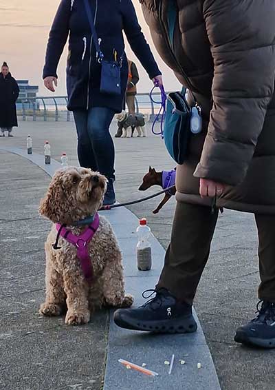 Nix-da-Friss-das-nicht-Antigiftkoeder–Kurs