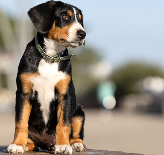 charly-dogs-schmiede
